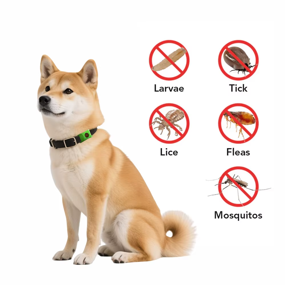 Why your pet needs this Shield Pendant
